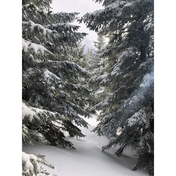 รูปถ่าย ฝรั่งเศส(France) เมแฌฟว์(Megeve) 2019-03 0