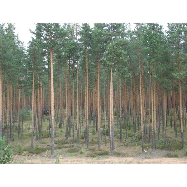 รูปถ่าย รัสเซีย(Russia) จากยาโรสลาฟล์ไปเซนต์ปีเตอร์สเบิร์ก(From Yaroslavl to St Petersburg) 2006-07 49