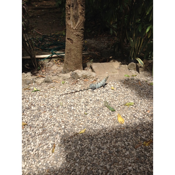 รูปถ่าย คอสตาริกา(Costa Rica) มอนเตซูมา(Montezuma) 2015-03 506