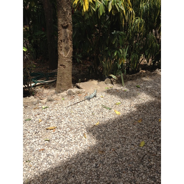 รูปถ่าย คอสตาริกา(Costa Rica) มอนเตซูมา(Montezuma) 2015-03 490