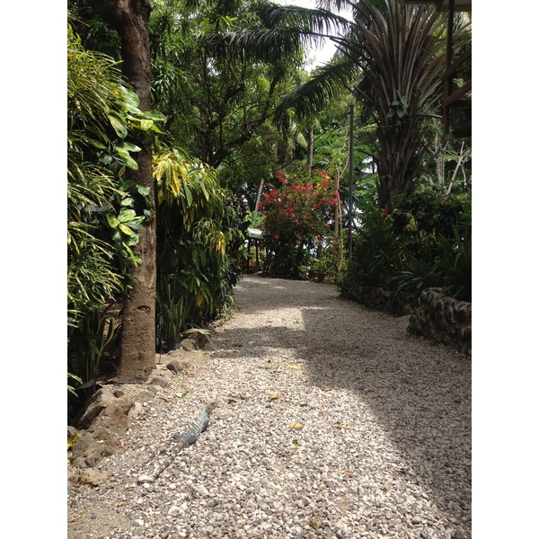 รูปถ่าย คอสตาริกา(Costa Rica) มอนเตซูมา(Montezuma) 2015-03 550