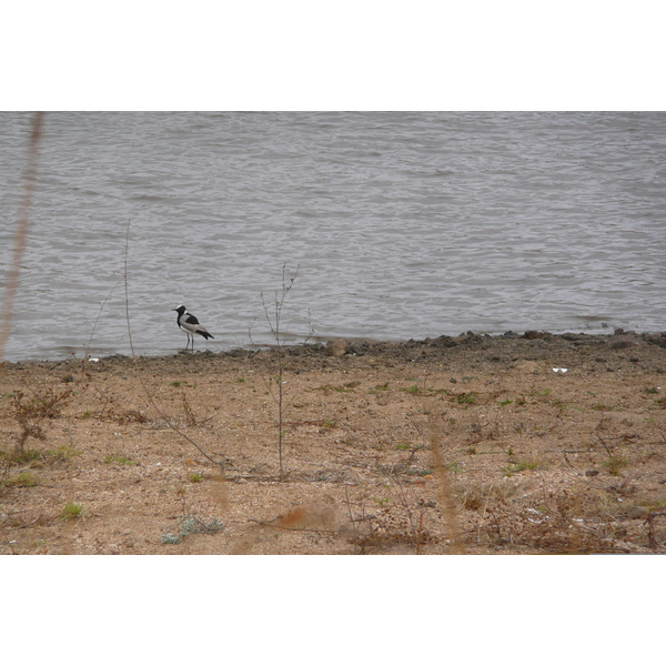รูปถ่าย แอฟริกาใต้(South Africa) อุทยานแห่งชาติครูเกอร์(Kruger National Park) 2008-09 29
