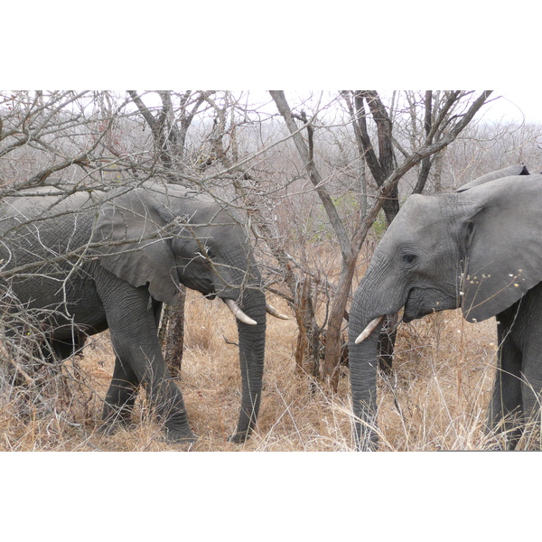 รูปถ่าย แอฟริกาใต้(South Africa) อุทยานแห่งชาติครูเกอร์(Kruger National Park) 2008-09 160