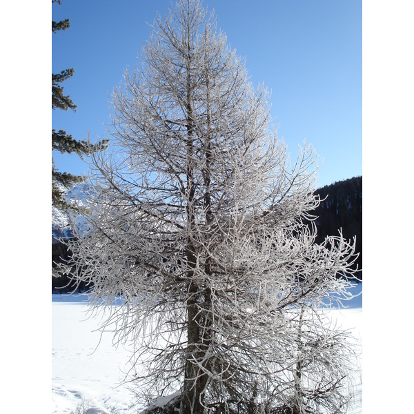 รูปถ่าย สวิสเซอร์แลนด์(Switzerland) เซนต์มอริตซ์ ชลาริญญา(St Moritz Schlarigna) 2007-01 86
