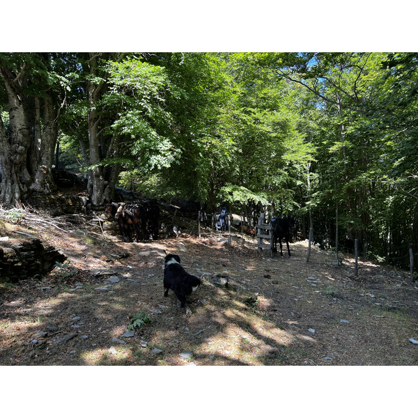 รูปถ่าย ฝรั่งเศส(France) คอร์สิคา(Corsica) ที่พักกัลเลรุชชู(Refuge de Callerucciu) 2022-06 55