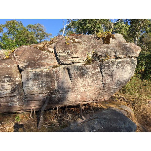 รูปถ่าย ไทย(Thailand) อุทยานแห่งชาติภูหินร่องกล้า(Phu Hin Rong Kla National Park) 2014-12 261