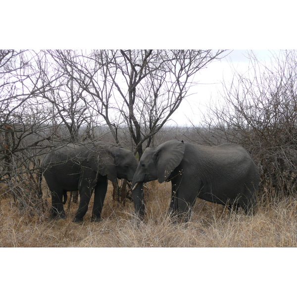รูปถ่าย แอฟริกาใต้(South Africa) อุทยานแห่งชาติครูเกอร์(Kruger National Park) 2008-09 119