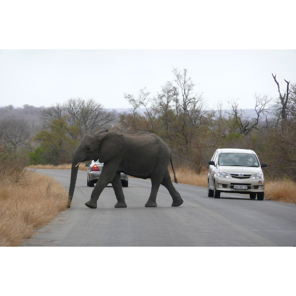 รูปถ่าย แอฟริกาใต้(South Africa) อุทยานแห่งชาติครูเกอร์(Kruger National Park) 2008-09 133