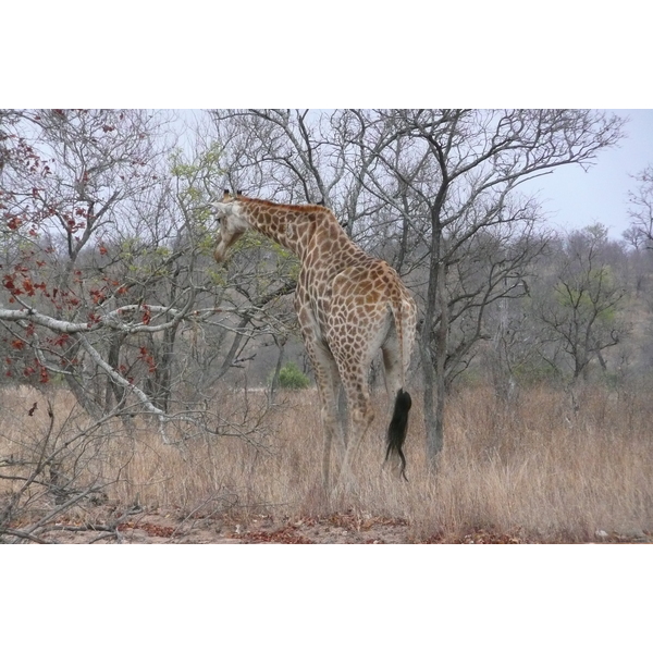 รูปถ่าย แอฟริกาใต้(South Africa) อุทยานแห่งชาติครูเกอร์(Kruger National Park) 2008-09 54