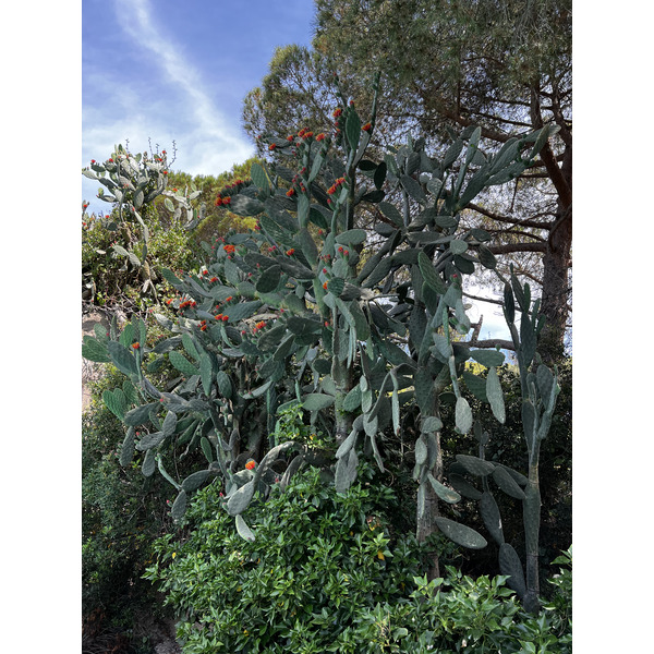 รูปถ่าย ฝรั่งเศส(France) คอร์สิคา(Corsica) คาลวี(Calvi) 2023-06 1