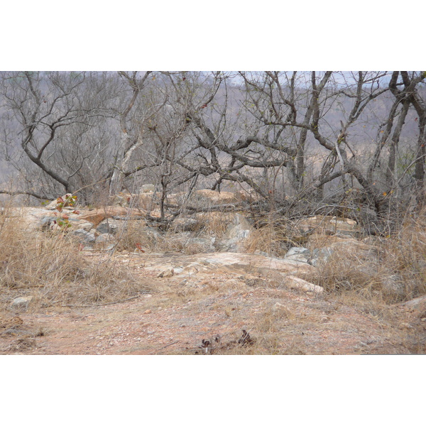 รูปถ่าย แอฟริกาใต้(South Africa) อุทยานแห่งชาติครูเกอร์(Kruger National Park) 2008-09 28