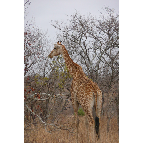 รูปถ่าย แอฟริกาใต้(South Africa) อุทยานแห่งชาติครูเกอร์(Kruger National Park) 2008-09 149
