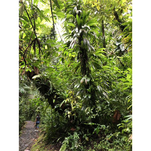 รูปถ่าย กวาเดอลูป(Guadeloupe) น้ำตกการ์เบ(Carbet Falls) 2021-02 18