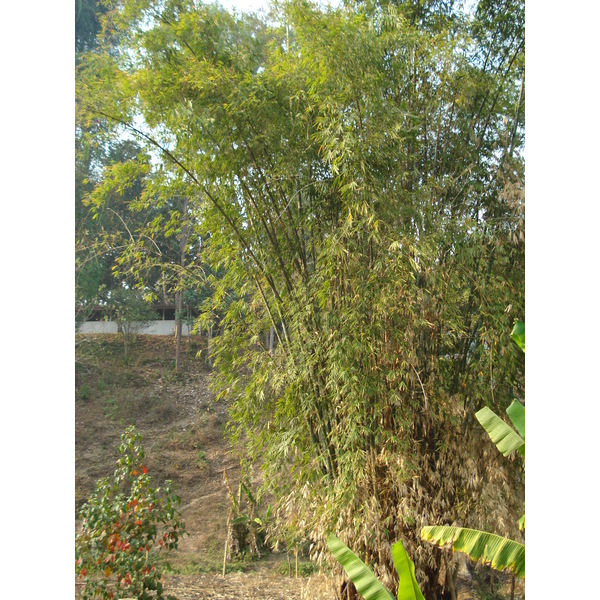 รูปถ่าย ไทย(Thailand) ถนนจากเชียงใหม่ไปปาย(Chiang Mai to Pai road) 2007-02 141