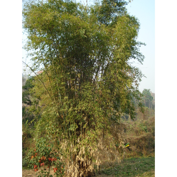 รูปถ่าย ไทย(Thailand) ถนนจากเชียงใหม่ไปปาย(Chiang Mai to Pai road) 2007-02 164