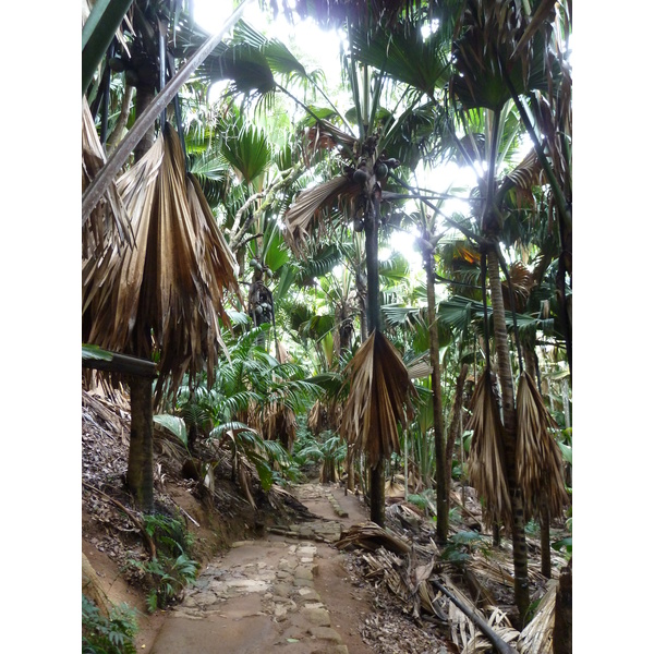 รูปถ่าย เซเชลส์(Seychelles) หุบเขาเดอไม(Vallee de Mai) 2011-10 0
