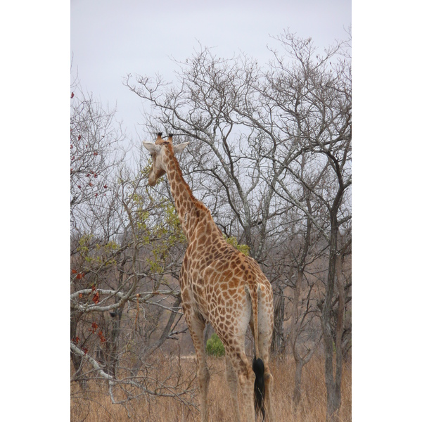 รูปถ่าย แอฟริกาใต้(South Africa) อุทยานแห่งชาติครูเกอร์(Kruger National Park) 2008-09 130