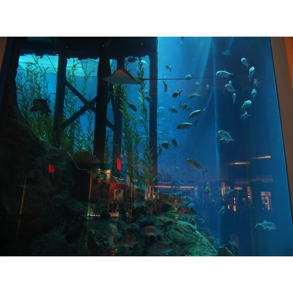 รูปถ่าย สหรัฐอาหรับเอมิเรตส์(United Arab Emirates) ดูไบ(Dubai) ดูไบมอลล์(The Dubai Mall) 2011-12 62