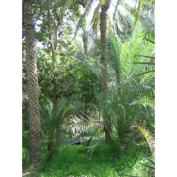 รูปถ่าย สหรัฐอาหรับเอมิเรตส์(United Arab Emirates) อาเลอิน(Al Ain) โอเอซิสอัลไอน์(Al Ain Oasis) 2005-03 18