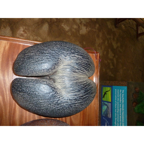 รูปถ่าย เซเชลส์(Seychelles) หุบเขาเดอไม(Vallee de Mai) 2011-10 9