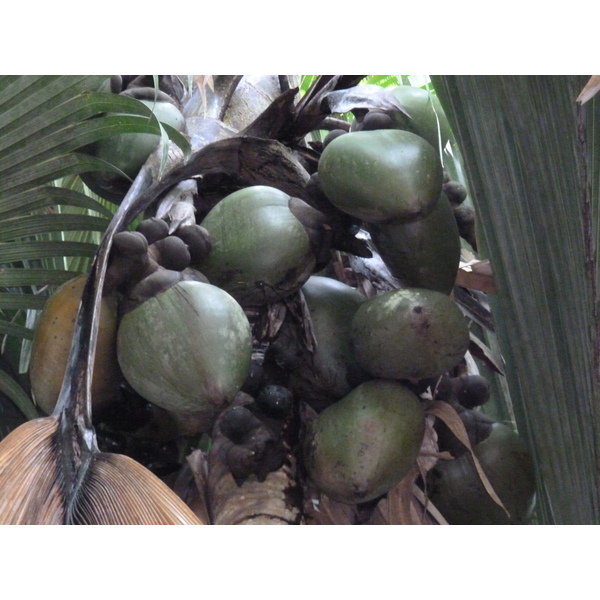 รูปถ่าย เซเชลส์(Seychelles) หุบเขาเดอไม(Vallee de Mai) 2011-10 26