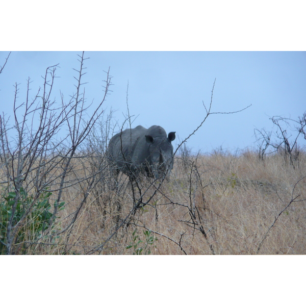 รูปถ่าย แอฟริกาใต้(South Africa) อุทยานแห่งชาติครูเกอร์(Kruger National Park) 2008-09 146