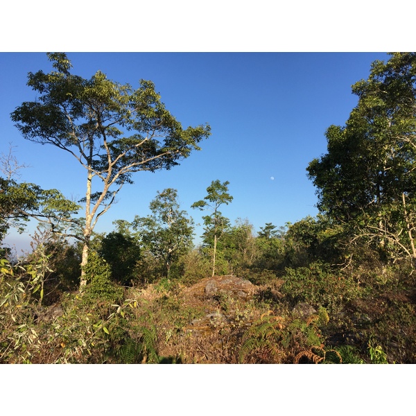 รูปถ่าย ไทย(Thailand) อุทยานแห่งชาติภูหินร่องกล้า(Phu Hin Rong Kla National Park) 2014-12 315