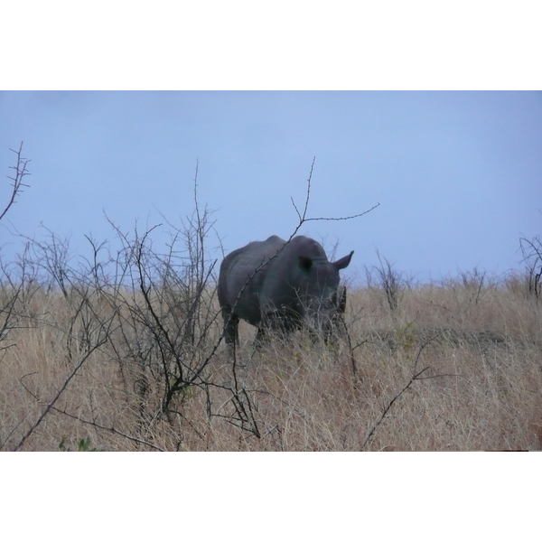 รูปถ่าย แอฟริกาใต้(South Africa) อุทยานแห่งชาติครูเกอร์(Kruger National Park) 2008-09 168