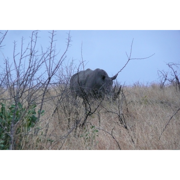 รูปถ่าย แอฟริกาใต้(South Africa) อุทยานแห่งชาติครูเกอร์(Kruger National Park) 2008-09 165