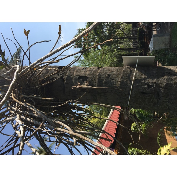 รูปถ่าย ไทย(Thailand) เชียงใหม่(Chiang Mai) 2014-12 14
