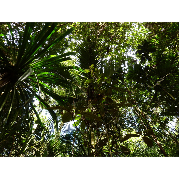 รูปถ่าย นิวแคลิโดเนีย(New Caledonia) อุทยานริเวียร์เบลอ(Parc de la Riviere Bleue) โรงแรมเลอกร็องกาโอรี(Le Grand Kaori) 2010-05 13