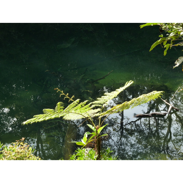 รูปถ่าย นิวแคลิโดเนีย(New Caledonia) อุทยานริเวียร์เบลอ(Parc de la Riviere Bleue) โรงแรมเลอกร็องกาโอรี(Le Grand Kaori) 2010-05 47