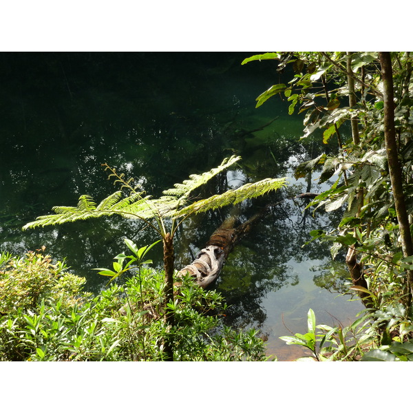 รูปถ่าย นิวแคลิโดเนีย(New Caledonia) อุทยานริเวียร์เบลอ(Parc de la Riviere Bleue) โรงแรมเลอกร็องกาโอรี(Le Grand Kaori) 2010-05 46