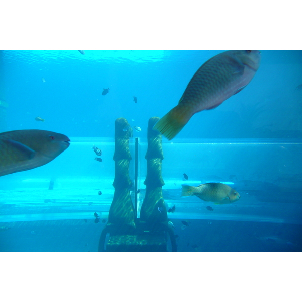 รูปถ่าย สหรัฐอาหรับเอมิเรตส์(United Arab Emirates) ดูไบ(Dubai) สวนน้ำอควาเวนเจอร์ ดูไบ(Dubai Aquaventure) 2009-01 172