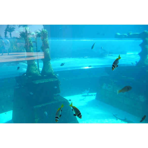 รูปถ่าย สหรัฐอาหรับเอมิเรตส์(United Arab Emirates) ดูไบ(Dubai) สวนน้ำอควาเวนเจอร์ ดูไบ(Dubai Aquaventure) 2009-01 139