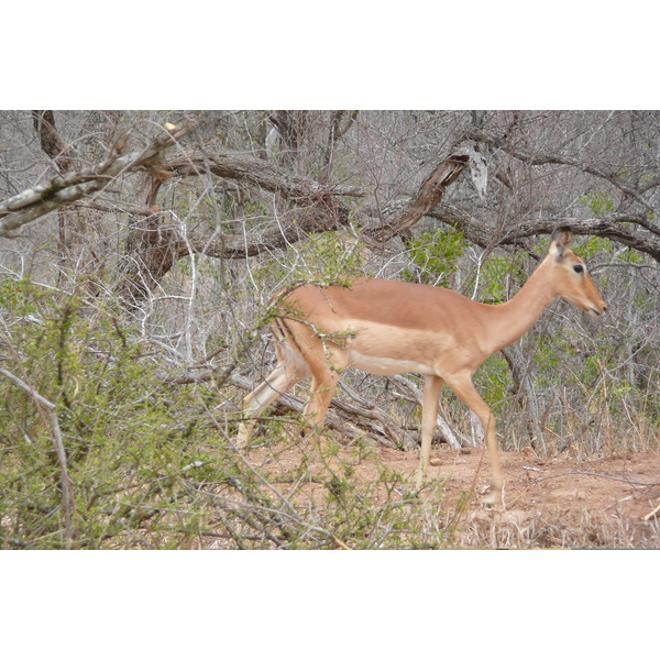รูปถ่าย แอฟริกาใต้(South Africa) อุทยานแห่งชาติครูเกอร์(Kruger National Park) 2008-09 60