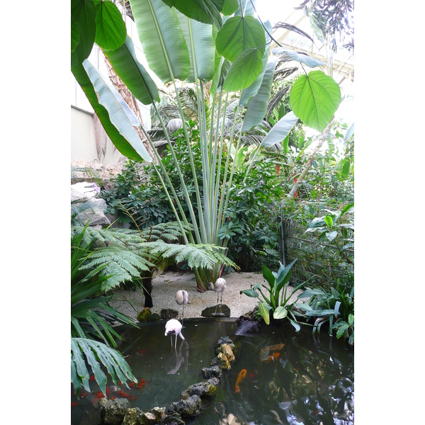 รูปถ่าย ฝรั่งเศส(France) นีส(Nice) สวนฟีนิกซ์(Phoenix Parc) 2007-10 110