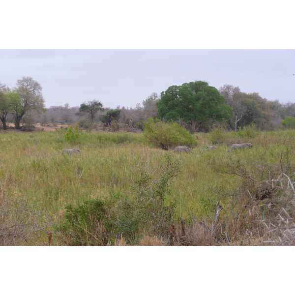 รูปถ่าย แอฟริกาใต้(South Africa) อุทยานแห่งชาติครูเกอร์(Kruger National Park) แม่น้ำซาเบิล(Sable River) 2008-09 81