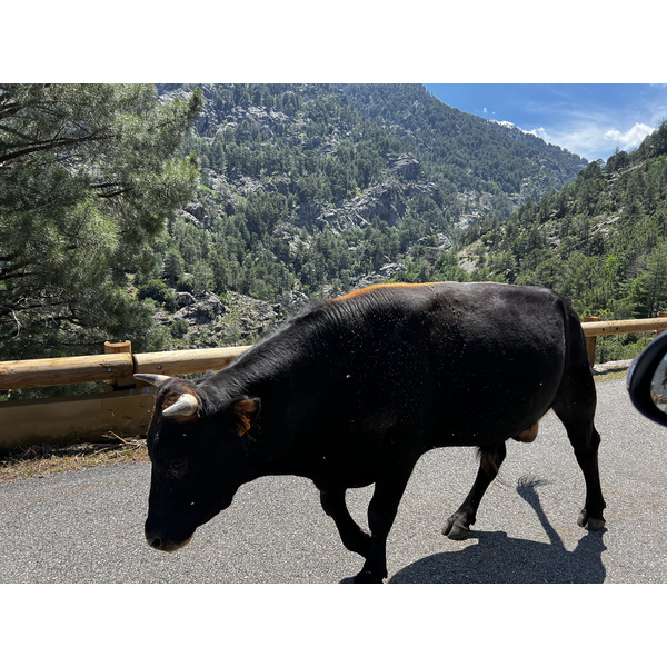 รูปถ่าย ฝรั่งเศส(France) คอร์สิคา(Corsica) อัสโก(Asco) 2023-06 32