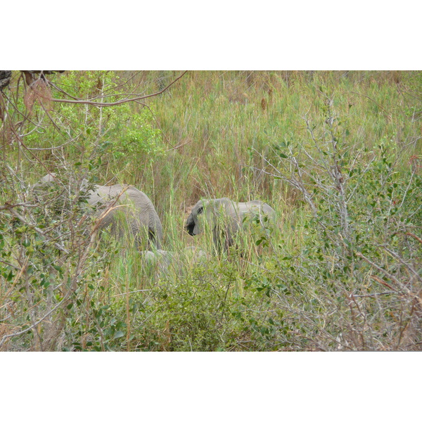 รูปถ่าย แอฟริกาใต้(South Africa) อุทยานแห่งชาติครูเกอร์(Kruger National Park) แม่น้ำซาเบิล(Sable River) 2008-09 24
