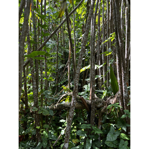 รูปถ่าย สิงคโปร์(Singapore) สวนพฤกษศาสตร์สิงคโปร์(Singapore Botanic Gardens) 2023-01 49
