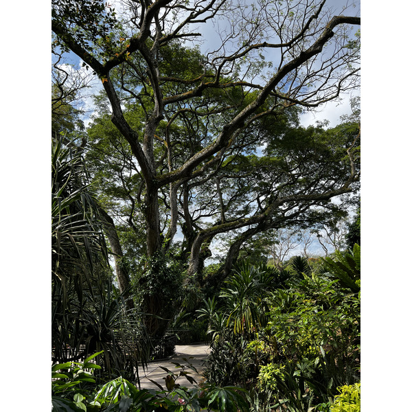 รูปถ่าย สิงคโปร์(Singapore) สวนพฤกษศาสตร์สิงคโปร์(Singapore Botanic Gardens) 2023-01 31