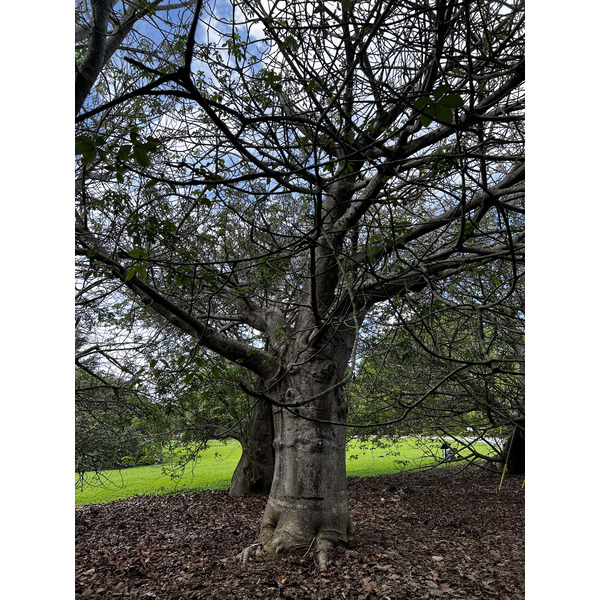 รูปถ่าย สิงคโปร์(Singapore) สวนพฤกษศาสตร์สิงคโปร์(Singapore Botanic Gardens) 2023-01 33