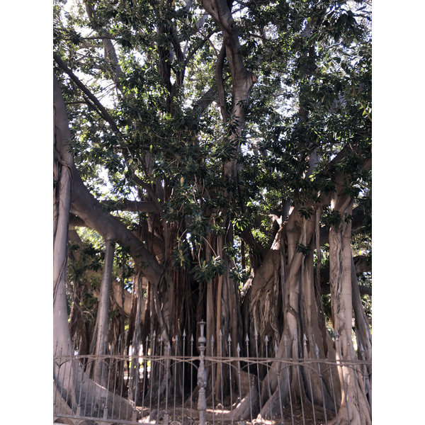 รูปถ่าย อิตาลี(Italy) ซิซิลี(Sicily) ปาแลร์โม(Palermo) 2020-02 34
