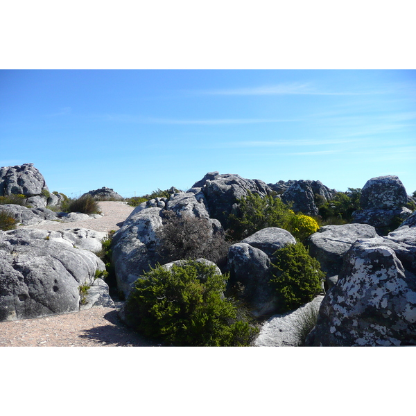 รูปถ่าย แอฟริกาใต้(South Africa) เคปทาวน์(Cape Town) ภูเขาเทเบิล(Table Mountain) 2008-09 52