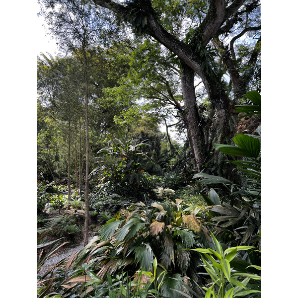 รูปถ่าย สิงคโปร์(Singapore) สวนพฤกษศาสตร์สิงคโปร์(Singapore Botanic Gardens) 2023-01 97