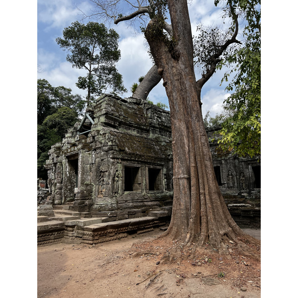 รูปถ่าย กัมพูชา(Cambodia) เสียมราฐ(Siem Reap) ปราสาทตาพรหม(Ta Prohm) 2023-01 134