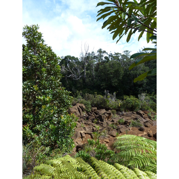 รูปถ่าย นิวแคลิโดเนีย(New Caledonia) อุทยานริเวียร์เบลอ(Parc de la Riviere Bleue) 2010-05 127