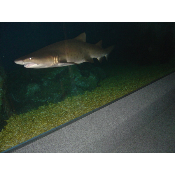 รูปถ่าย ไทย(Thailand) กรุงเทพมหานคร(Bangkok) สยามโอเชียนเวิลด์(Siam Ocean World) 2005-12 42
