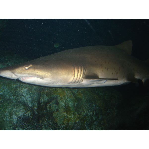 รูปถ่าย ไทย(Thailand) กรุงเทพมหานคร(Bangkok) สยามโอเชียนเวิลด์(Siam Ocean World) 2005-12 38